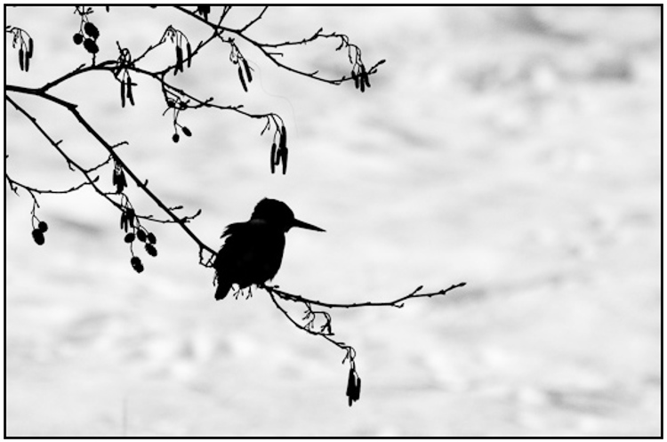 2010-01-31 - IJsvogel silhouet voor besneeuwd landschap<br/>Polder Arkemheen - Nijkerk - Nederland<br/>Canon EOS 50D - 400 mm - f/8.0, 1/2000 sec, ISO 400