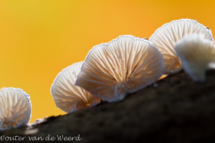 Witte
