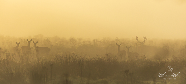 2024-09-29 - Hert en hindes op een mistige ochtend<br/>Weerterbos - Nederweert - Nederland<br/>Canon EOS R6m2 - 400 mm - f/5.6, 1/1250 sec, ISO 800