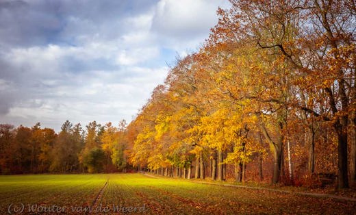 2019-11-09 - Akkertje en bomenrij in mooi licht<br/>Renkum - Nederland<br/>Canon EOS 5D Mark III - 51 mm - f/8.0, 1/40 sec, ISO 200