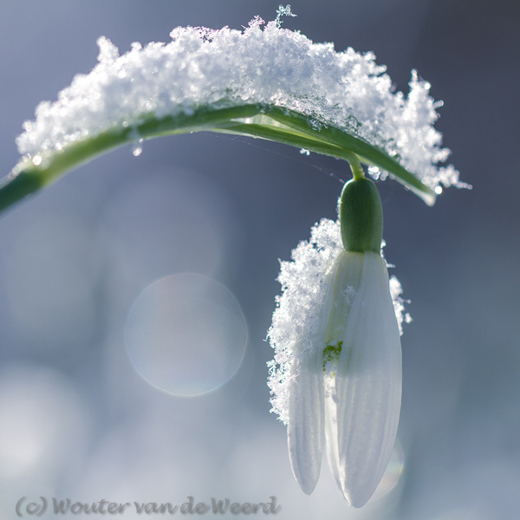 2013-02-10 - Sneeuwklokje (Galanthus nivalis) met sneeuw<br/>Landgoed Amelisweerd - Bunnik - Nederland<br/>Canon EOS 7D - 100 mm - f/4.0, 1/640 sec, ISO 200