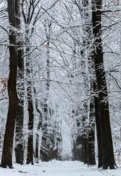 2026-01-03 - Statige bomen in de sneeuw<br/>Zeisterbos - Zeist - Nederland<br/>Canon EOS R6m2 - 87 mm - f/10.0, 0.04 sec, ISO 800