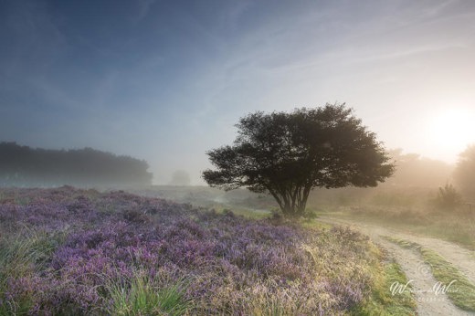 2021-08-25 - Landschap met krentenboom tussen de paarse heide<br/>Zuiderheide - Hilversum - Nederland<br/>Canon EOS 5D Mark III - 19 mm - f/11.0, 1/15 sec, ISO 100