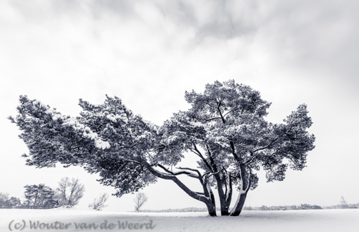 2017-02-12 - Vliegden in de sneeuw<br/>De Lange Duinen - Soest - Nederland<br/>Canon EOS 5D Mark III - 16 mm - f/11.0, 0.01 sec, ISO 400