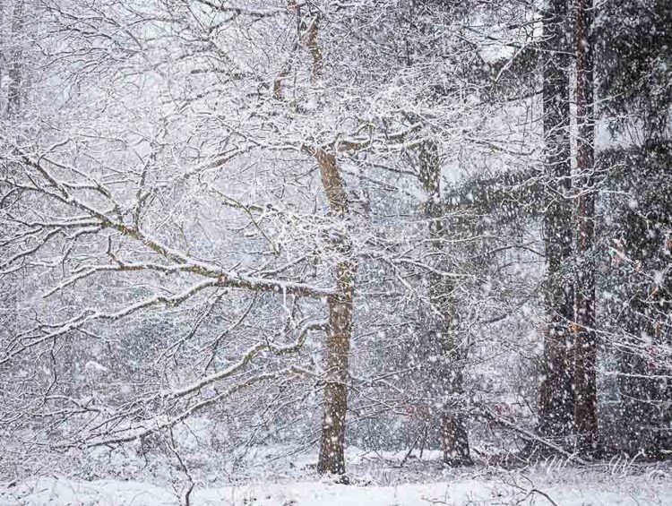 2023-01-20 - Door de sneew de bomen niet meer zien<br/>Kaapse Bossen - Doorn - Nederland<br/>Canon EOS R5 - 70 mm - f/5.6, 0.01 sec, ISO 3200