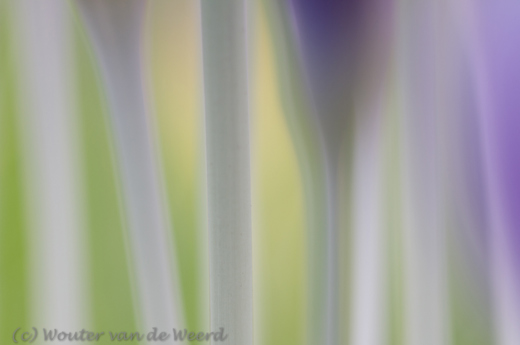 2014-02-17 - Creatief met krokus en kleuren<br/>Landgoed Niënhof - Bunnik - Nederland<br/>Canon EOS 7D - 100 mm - f/3.2, 1/80 sec, ISO 200