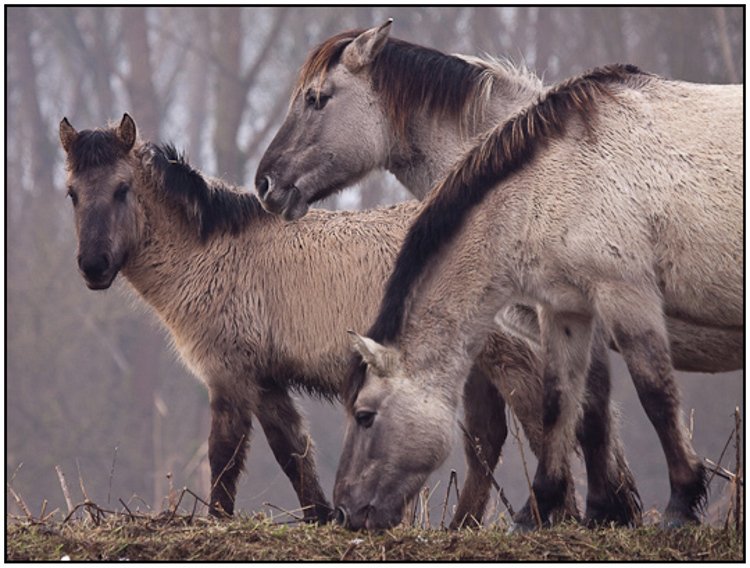 001-01-01 - Konikpaarden<br/>Oostvaardersplassen - Lelystad - Nederland<br/> -  - , , ISO