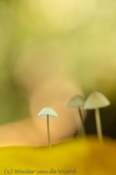 2015-09-26 - Drie paddenstoelen in mooi licht met bokeh<br/>Maartensdijkse bos - Maartensdijk - Nederland<br/>Canon EOS 5D Mark III - 100 mm - f/4.5, 1/40 sec, ISO 800