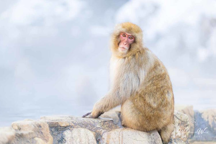 2026-02-13 - Mooi zacht licht door de stoom en sneeuw<br/>Jigokudani Monkey Park - Yamanouchi - Japan<br/>Canon EOS R5m2 - 115 mm - f/2.8, 1/160 sec, ISO 400