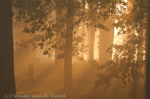 2011-11-19 - Zonnestralen door de mistige bomen<br/>Langbroek - Nederland<br/>Canon EOS 7D - 160 mm - f/8.0, 1/60 sec, ISO 200