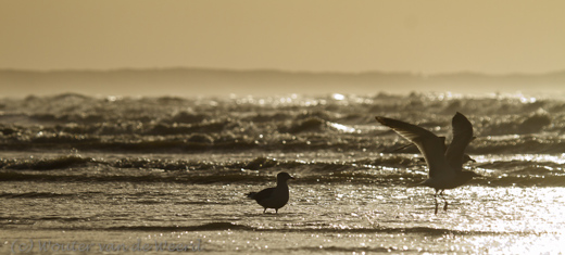 2011-12-30 - Opvliegende meeuw op het strand<br/>Zuidpier en strand - IJmuiden - Nederland<br/>Canon EOS 7D - 220 mm - f/5.6, 1/8000 sec, ISO 400