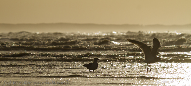 2011-12-30 - Opvliegende meeuw op het strand<br/>Zuidpier en strand - IJmuiden - Nederland<br/>Canon EOS 7D - 220 mm - f/5.6, 1/8000 sec, ISO 400