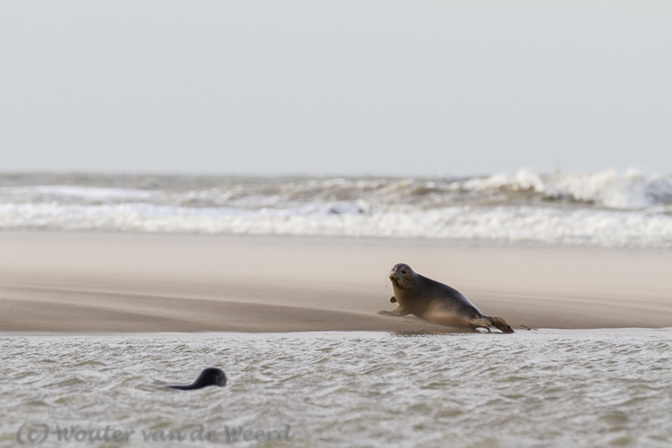 2014-01-07 - Zeehonden bij het strand<br/>Strand - Katwijk - Nederland<br/>Canon EOS 7D - 280 mm - f/5.6, 1/320 sec, ISO 200