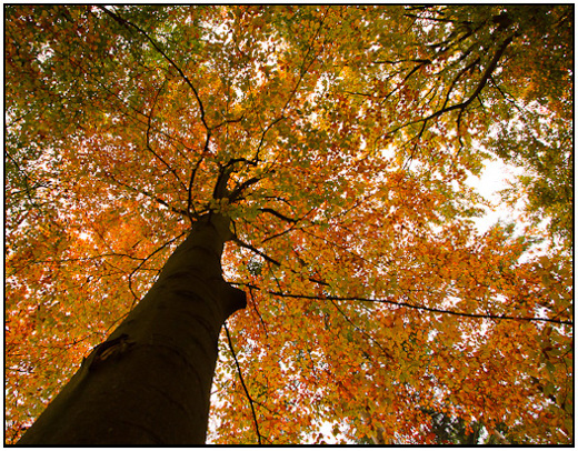 2010-11-01 - Boom in herfstkleuren<br/>Maartensdijksche bos - Maartensdijk - Nederland<br/>Canon EOS 50D - 10 mm - f/8.0, 1/15 sec, ISO 400