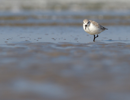 Drieteenstrandloper Drieteenstrandloper