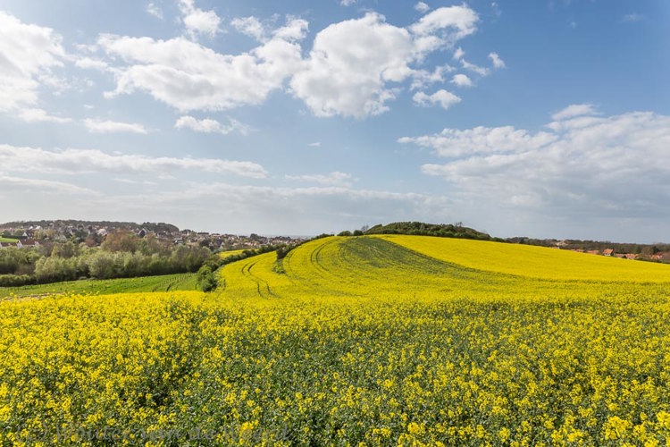 2014-04-08 - Koolzaadvelden in het binnenland<br/>Opaalkust - Omgeving Cap Blanc Nez - Frankrijk<br/>Canon EOS 5D Mark III - 24 mm - f/11.0, 1/320 sec, ISO 100