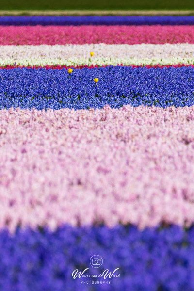 2023-04-18 - Buitenbeentjes in het bloembollenveld<br/>Noord-Holland - Nederland<br/>Canon EOS R5 - 400 mm - f/5.6, 1/2000 sec, ISO 400