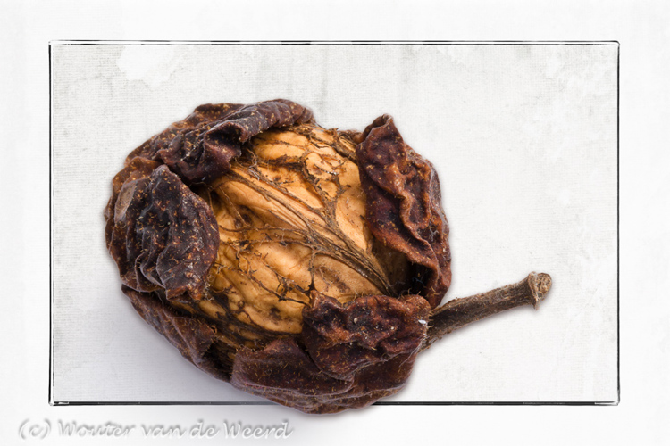 2011-11-13 - Walnoot als kunst-kaart<br/>Thuis - Zeist - Nederland<br/>Canon EOS 7D - 100 mm - f/22.0, 0.3 sec, ISO 200