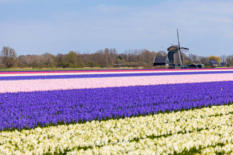 2023-04-18 - Bloembollen en molen<br/>Noord-Holland - Nederland<br/>Canon EOS R5 - 135 mm - f/5.0, 1/2000 sec, ISO 400