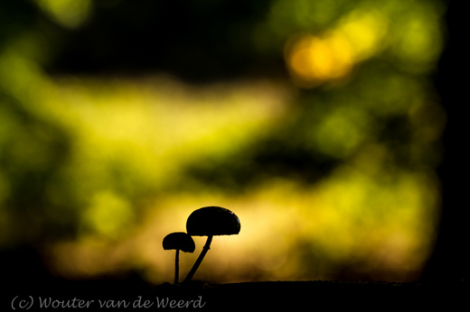 2013-09-30 - Twee Porceleinzwammetjes in silhouet<br/>Landgoed Moersbergen - Doorn - Nederland<br/>Canon EOS 7D - 100 mm - f/4.5, 1/800 sec, ISO 200