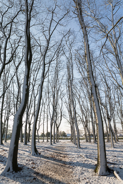 2014-12-28 - Bomen in de sneeuw<br/>Plantage Willem III - Elst - Nederland<br/>Canon EOS 5D Mark III - 24 mm - f/11.0, 1/80 sec, ISO 200