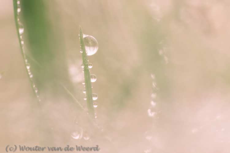 2012-11-19 - Druppel in het gras<br/>Plantage Willem III - Elst - Nederland<br/>Canon EOS 7D - 100 mm - f/4.0, 1/30 sec, ISO 400