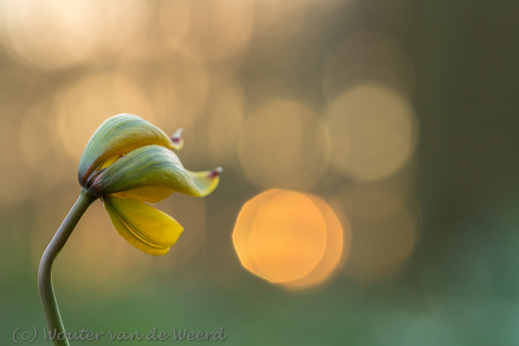 2016-04-07 - Searching the light<br/>Landgoed Amelisweerd - Bunnik-Utrecht - Nederland<br/>Canon EOS 5D Mark III - 100 mm - f/5.6, 0.02 sec, ISO 800