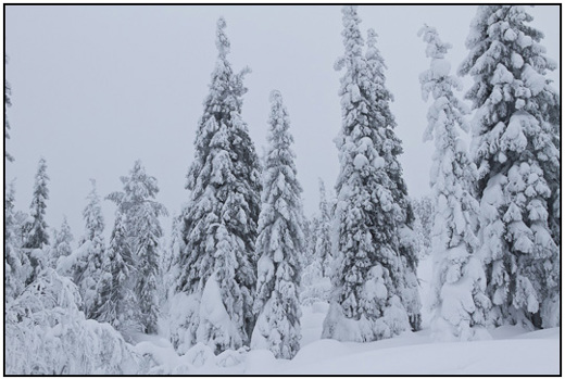 2011-02-08 - Een grijze dag, maar wel veel sneeuw<br/>Iso Syöte - Finland<br/>Canon EOS 7D - 24 mm - f/8.0, 0.04 sec, ISO 200