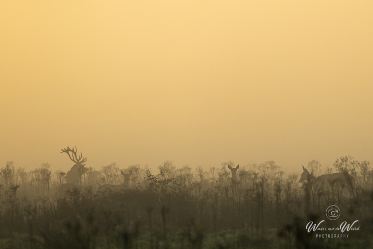 2024-09-29 - Hert en hindes tussen de struikjes<br/>Weerterbos - Nederweert - Nederland<br/>Canon EOS R6m2 - 330 mm - f/5.6, 1/2000 sec, ISO 1600