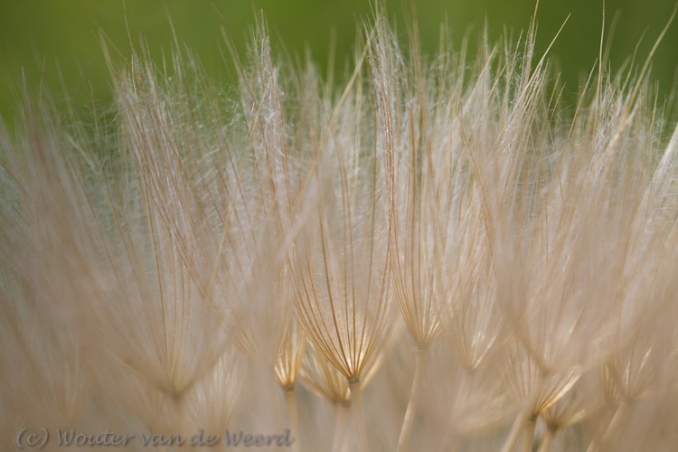 2012-04-29 - Pluis van de Morgenster<br/>Lesbos - Griekenland<br/>Canon EOS 7D - 100 mm - f/8.0, 1/400 sec, ISO 200