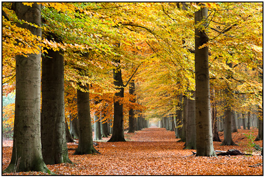 2010-11-01 - Beukenallee in herfstkleuren<br/>Maartensdijksche bos - Maartensdijk - Nederland<br/>Canon EOS 50D - 75 mm - f/8.0, 20 sec, ISO 200