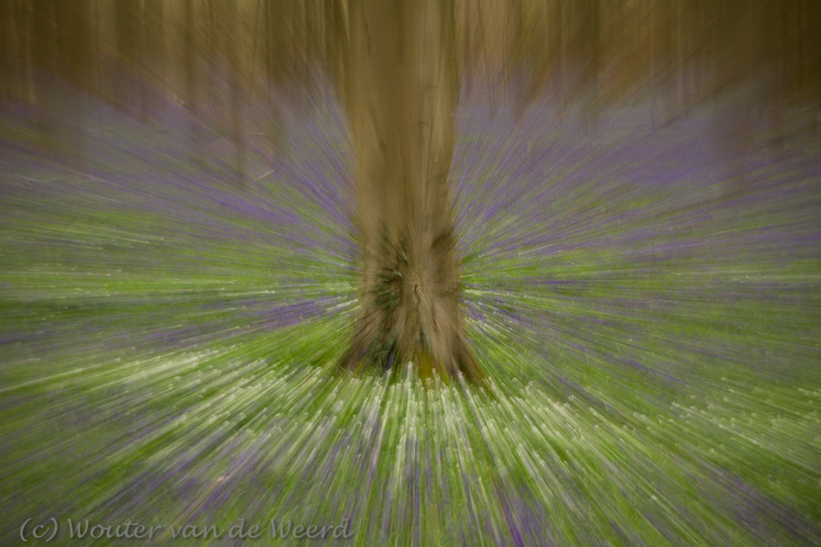 2012-04-16 - Zooming-in op de boom<br/>Hallerbos - Halle - Belgie<br/>Canon EOS 7D - 47 mm - f/16.0, 0.4 sec, ISO 100