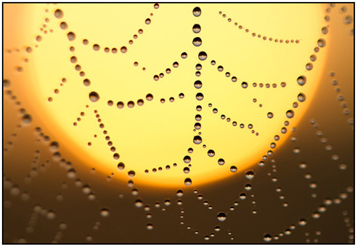 2011-10-03 - Spinnenweb met dauwdruppels voor opkomende zon<br/>Zeist - Nederland<br/>Canon EOS 7D - 100 mm - f/2.8, 1/6400 sec, ISO 400