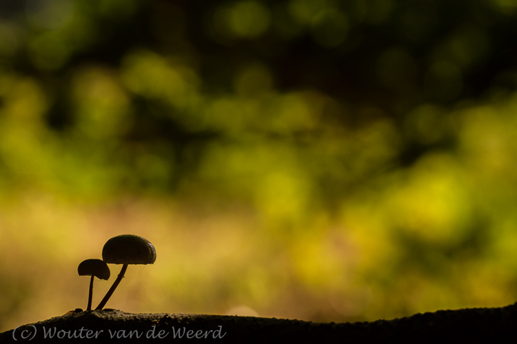 2013-09-30 - Silhouet van twee Porceleinzwammetjes<br/>Landgoed Moersbergen - Doorn - Nederland<br/>Canon EOS 7D - 100 mm - f/4.0, 1/1250 sec, ISO 200