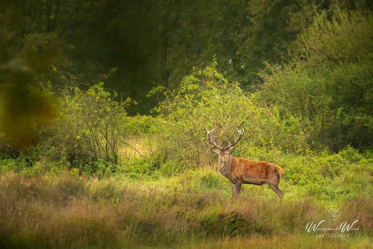 2024-09-28 - Hert met imposant gewei<br/>Weerterbos - Nederweert - Nederland<br/>Canon EOS R6m2 - 400 mm - f/5.6, 1/250 sec, ISO 3200