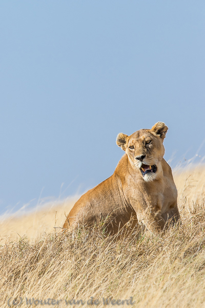 2015-10-21 - Leeuwen-pose<br/>Serengeti - Tanzania<br/>Canon EOS 7D Mark II - 420 mm - f/5.6, 1/1000 sec, ISO 200