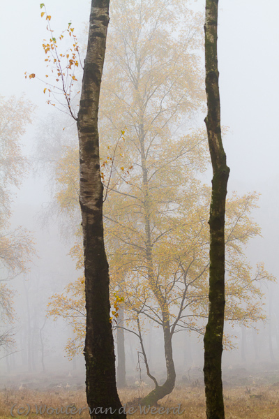 2012-11-19 - Berk in de mist achter tralies<br/>Plantage Willem III - Elst - Nederland<br/>Canon EOS 7D - 100 mm - f/8.0, 0.01 sec, ISO 400