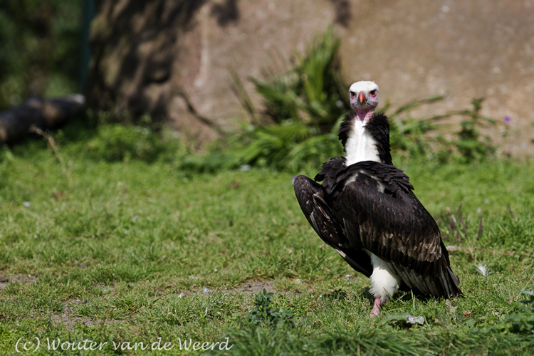 2011-09-25 - 'Madame' Afrikaanse Gier<br/>Diergaarde Blijdorp - Rotterdam - Nederland<br/>Canon EOS 7D - 300 mm - f/3.5, 1/1000 sec, ISO 200