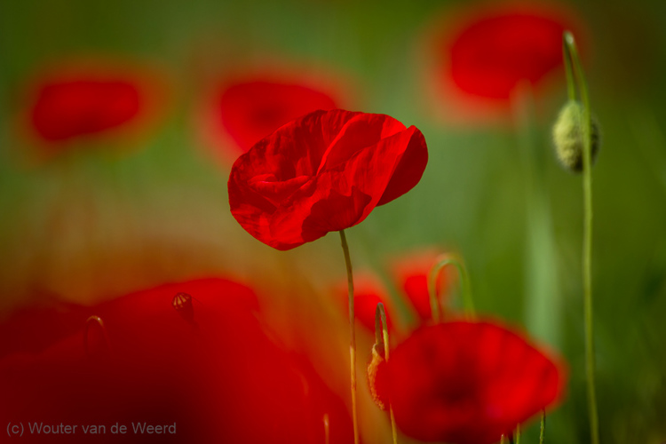2013-05-04 - Klaproos tussen de klaprozen<br/>Umbrië - Omgeving Tuoro sul Trasimeno - Italië<br/>Canon EOS 7D - 400 mm - f/5.6, 1/1000 sec, ISO 200