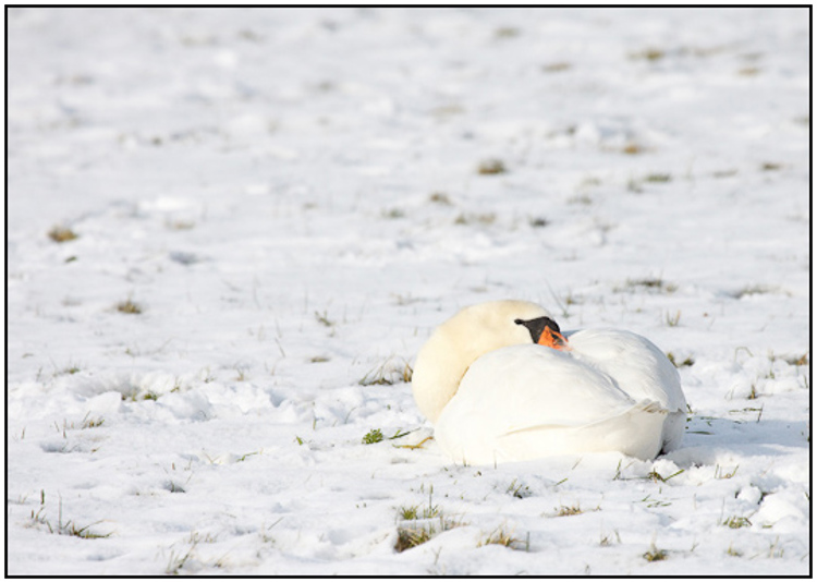 2010-01-31 - Zwaan in de sneeuw<br/>Polder Arkemheen - Nijkerk - Nederland<br/>Canon EOS 50D - 400 mm - f/8.0, 1/3200 sec, ISO 800