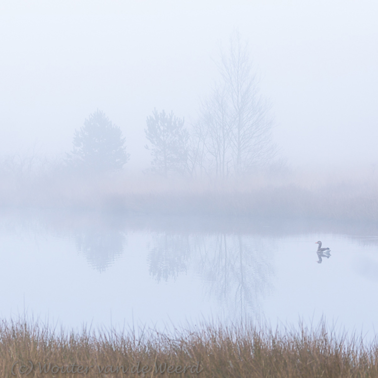 2015-03-20 - Gans in serene sfeer<br/>Kootwijkerveen - Kootwijk - Nederland<br/>Canon EOS 5D Mark III - 120 mm - f/5.6, 1/200 sec, ISO 800