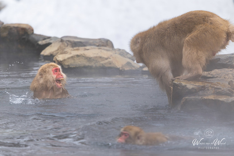 2026-02-14 - Begin van een heftig gevecht<br/>Jigokudani Monkey Park - Yamanouchi - Japan<br/>Canon EOS R5m2 - 428 mm - f/6.3, 1/640 sec, ISO 500