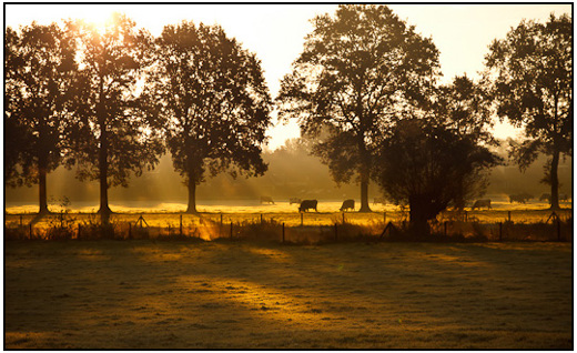 2010-10-18 - Nevelige zonsopkomst en koeien<br/>Rhijnauwen - Bunnik - Nederland<br/>Canon EOS 50D - 82 mm - f/8.0, 1/320 sec, ISO 400