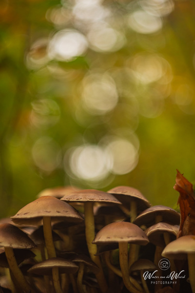 2025-10-10 - Paddenstoelen en bokeh<br/>Krakelingsebos - Zeist - Nederland<br/>Canon EOS R5 -  - , 1/200 sec, ISO 400