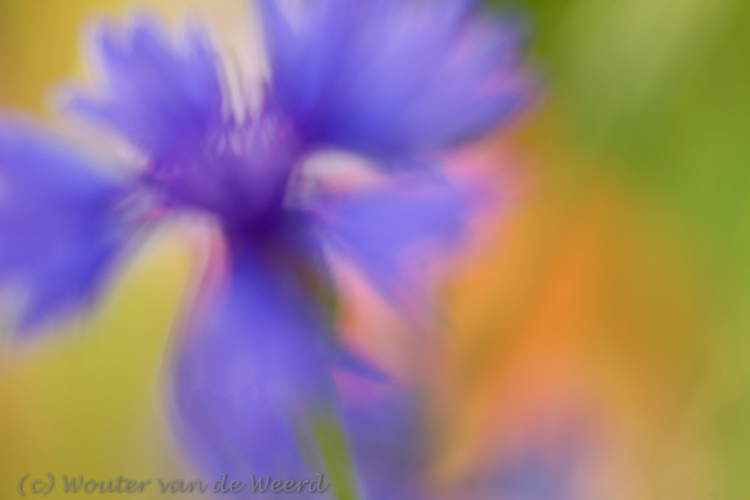 2013-09-08 - Korenbloem abstract<br/>De Uithof / Utrecht Science Park - Utrecht - Nederland<br/>Canon EOS 7D - 100 mm - f/4.0, 1/125 sec, ISO 200