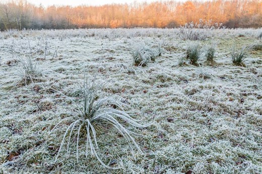 2016-12-06 - nktvis-achtig gras met rijp en sneeuw<br/>Zeist - Nederland<br/>Canon EOS 5D Mark III - 24 mm - f/11.0, 1/13 sec, ISO 400