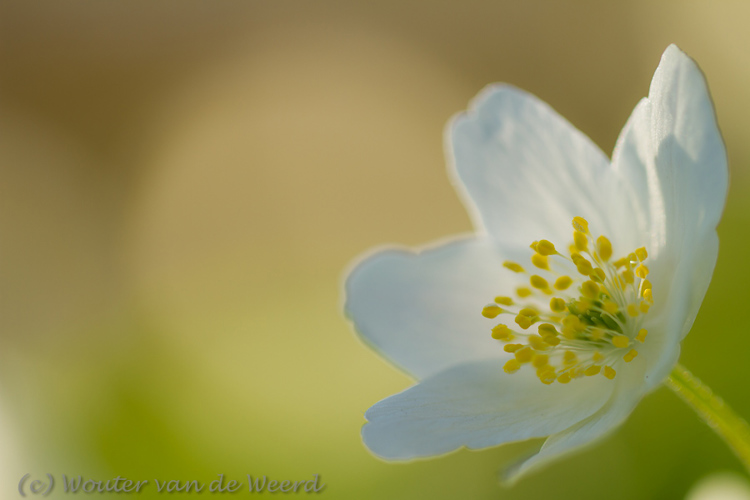 2012-03-19 - Bosanemoon met warme achtergrondkleuren<br/>Landgoed Amelisweerd - Bunnik-Utrecht - Nederland<br/>Canon EOS 7D - 100 mm - f/2.8, 1/250 sec, ISO 200