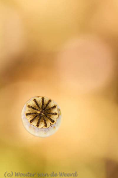 2013-09-08 - Klaproos zaaddoos<br/>De Uithof / Utrecht Science Park - Utrecht - Nederland<br/>Canon EOS 7D - 100 mm - f/3.5, 1/125 sec, ISO 200