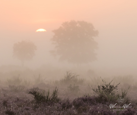 2021-09-06 - De zon komt tevoorschijn achter een wolk en de mist<br/>Westerheide - Hilversum - Nederland<br/>Canon EOS 7D Mark II - 182 mm - f/5.6, 1/1000 sec, ISO 1600