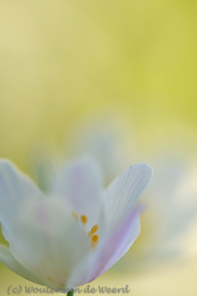 2012-03-19 - Bosanemoon<br/>Landgoed Amelisweerd - Bunnik-Utrecht - Nederland<br/>Canon EOS 7D - 100 mm - f/2.8, 1/320 sec, ISO 200